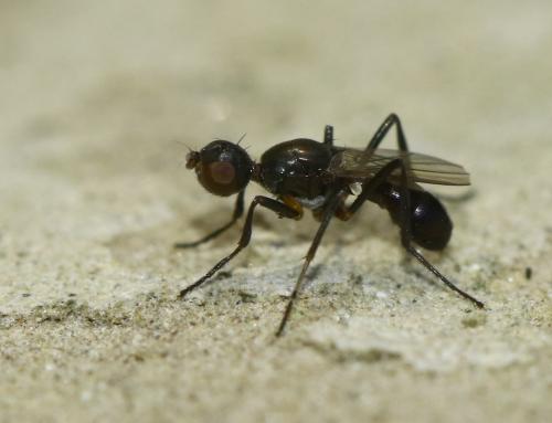Themira annulipes